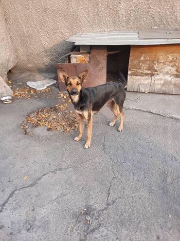 заберу собаку бесплатно: Собака даром: Дворняжка, 4 месяца, Самка — 4