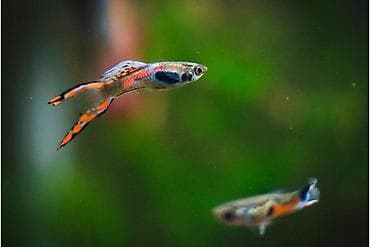 купить сенорезку: Гуппи Эндлэра — живородящие аквариумные рыбы. Продаю семью из 2 — 2