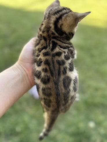 Үй жаныбарлары үчүн товарлар: Бенгал, 1 айлык, Эркек — 6