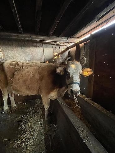 телки коровы: Продаю | Корова (самка) | Для молока | После отела — 2