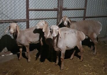 корм для домашних животных: Продаю | Ягненок, Баран (самец) | Арашан — 2