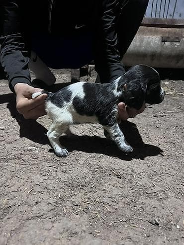 бенгальская кошка домашняя: Щенок, черно-белый окрас с пятнами. Компактное телосложение, короткая — 9