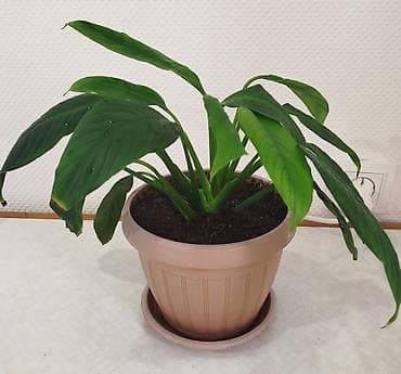 тигровое: Сансевиерия -тещин язык, высота 65-70 см -250 сом. Тигровый алоэ,7 см — 8