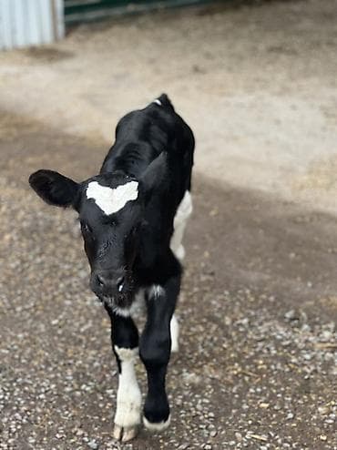 ала тоо корова: Продаю | Музоо, торпок | Для молока | Искусственник — 1