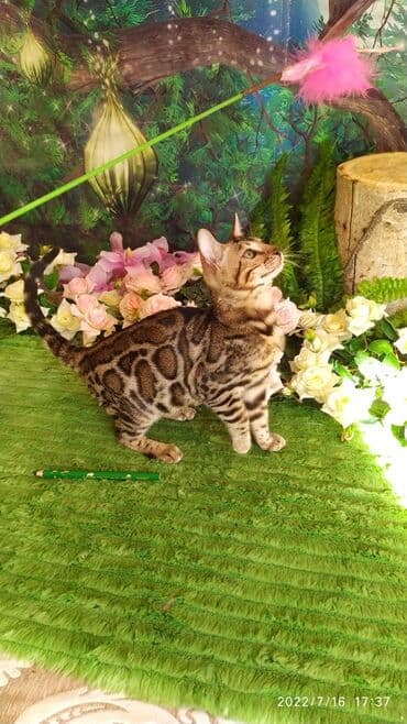 бенгальский леопардовый кот: Бенгальский котик Мальчик. 5мес. Невероятно красивый контрастный с — 9