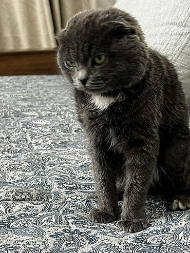 новорождённые котята: Скотиш Фолд (Шотландская вислоухая), 2 месяца, Девочка, Серый, Проглистована, С прививками — 1