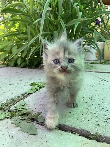 кошки манчкины: Продаются очаровательные котята 🐾🤍 Малыши здоровые, активные, очень — 7