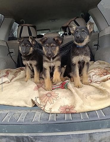 такса щенок: Щенки немецкой овчарки - Окрас: чепрачный (черно‑подпалый) - Возраст — 1