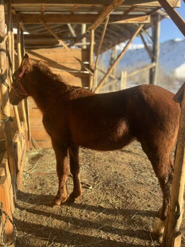 дончак тай: Продаю | Жеребенок | Кара Жорго | Конный спорт | Племенные — 2