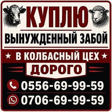продам курей: Колбасный цех : Коровы, быки, | На забой, на мясо — 1