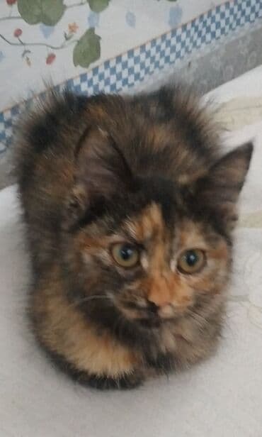 сколько стоит домик для кошки: Кошка даром: Беспородная, 3 месяца, Девочка, Приучена к лотку, Проглистована — 3