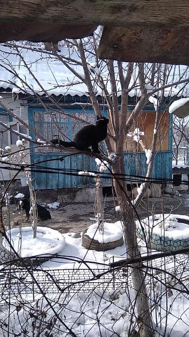 кошки жалал абад: Котята и молодые кошки разных окрасов - Несколько малышей из одного — 2