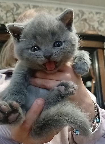 короткошёрстная: Британский короткошёрстный котёнок, окрас блю (голубой) — 10