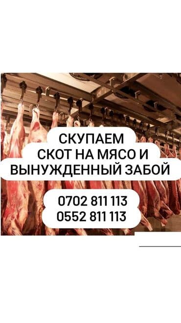 Куплю | Коровы, быки, Лошади, кони, Другие с/х животные | Любое состояние, Забитый, На забой, на мясо at lalafo.kg Куплю | Коровы, быки, Лошади, кони, Другие с/х животные | Любое состояние, Забитый, На забой, на мясо