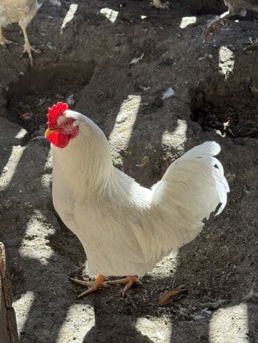 усыпление животных бишкек: Продаем домашних петухов 🐓 — 1