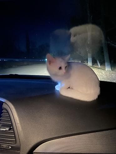 йоркширский терьер мини цена: 8 месяцев, Девочка — 3