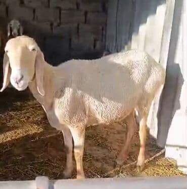 тай ургачи: Продаю | Овца (самка) | Для разведения | Матка — 1