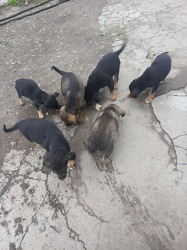 каракол щенки: Продажа собак — 1