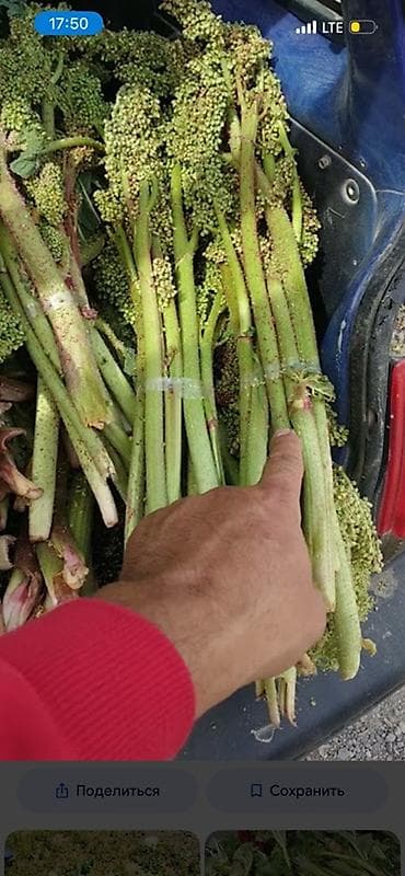 продаю свекла: Ышкын (молодые побеги дикой ревенёвки) - Съедобные сочные стебли с — 1