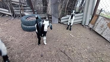 для молоко: Продаю | Козлёнок | Для разведения — 7