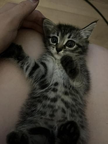 котенок даром: 2 месяца, Девочка — 3