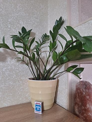 Эпипремнумдар жана сциндапсустар: Замиокулькас (долларовое дерево) в декоративном горшке. - Куст с — 1