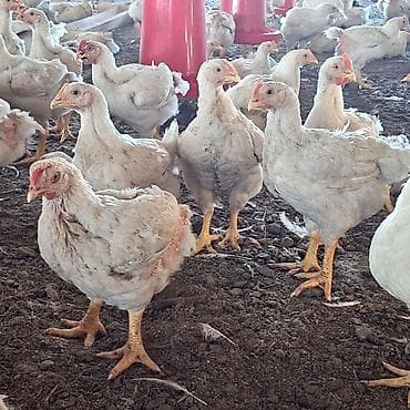Продам с/х животных: Продаю | Цыплята | Бройлерная | На забой — 2