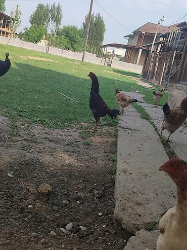 Айыл-чарба жаныбарлары: Сатам | Короздор | Тебиштирүүчү | Көбөйтүү үчүн — 3