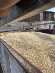 ХДФ: Стружка/опилки сосна древесные крупной и средней фракции Общий 5,6 — 3