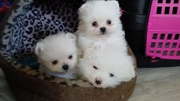 щенок лайка: К раннему бронированию доступны шикарные щенки померанского цверг — 5