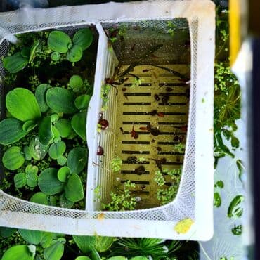 растения аквариумные: Аквариум 200л со всеми опциями и тумбой. Разные масти меченосцев — 2