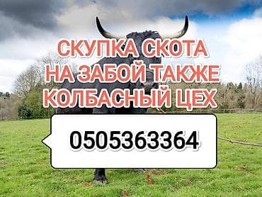 Частное лицо, Колбасный цех : Коровы, быки, Лошади, кони, Другие с/х животные, | Круглосуточно, Любое состояние, Забитый