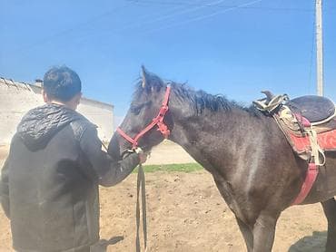 кунаи: Продаю | Конь (самец) | Рабочий — 2