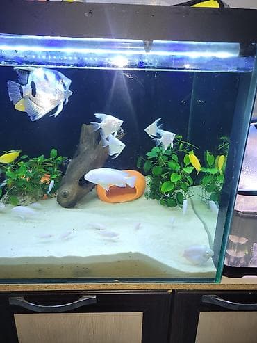 аквариумные черепахи мини: Цихлиды альбиносы для домашнего аквариума белый принцы и попугай — 5