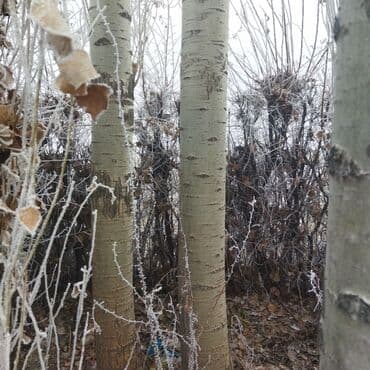 садовые розы: Саженцы деревьев: Тополя — 4