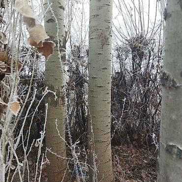 султан чай цена: Осины, высота выше 10 метров, Цена Договорная — 3