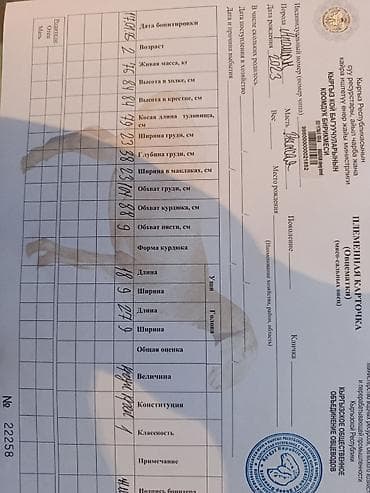 жаны уйлор: Сатам | Ургаачы кой (ургаачы) | Арашан | Көбөйтүү үчүн | Ургаачы — 4