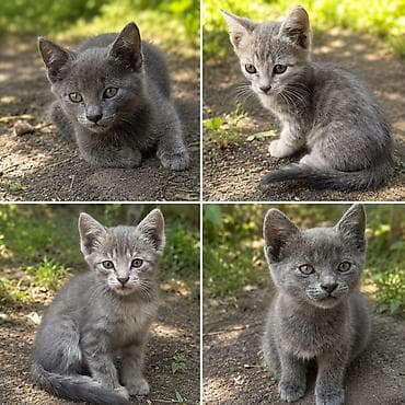 животные кошки: Котята в добрые и ответственные руки. Помёт из четырёх котят: - — 2