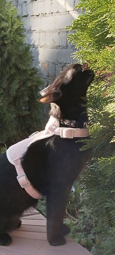 купить попугая неразлучника: Кошка даром: Бомбейская, 4 месяца, Мальчик, Проглистована — 1