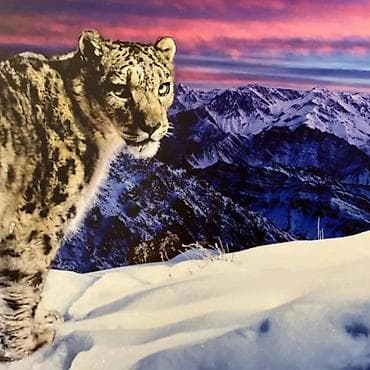 study lamp: Постер/картина с изображением снежного барса в горах на закате. - — 1
