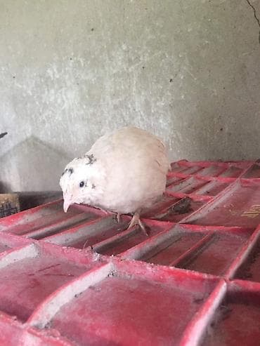 кобыла на забой: Перепела для хозяйства Разных возрастов Несушки Самцы Самцы на мясо — 2