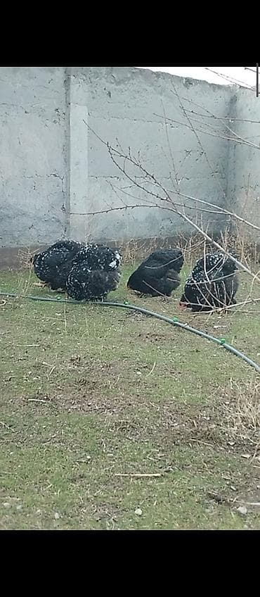 Мраморный и черный кохинхин: 1) Яйца для инкубирования по 150сом/шт;