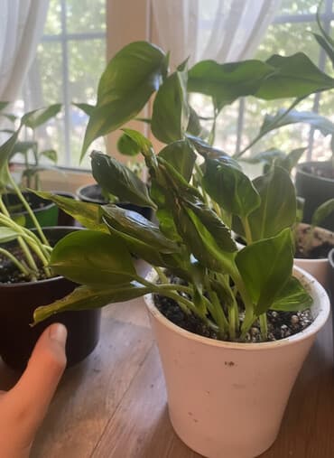 бесплатная: 🌿 Забираю домашние растения даром или по символической цене. Если — 1