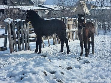 жаны асый: Сатам | Тай | Көбөйтүү үчүн | Асыл тукумдуу — 4