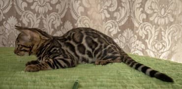 купить породистых котят: Бенгальские котята новый помет. Элита кошачьего мира.Питомник бен гла — 3