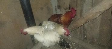 филе курицы: Продаю | Петух | Домашняя | Для разведения — 7