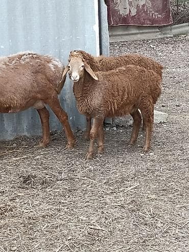 ыссык куле: Сатам | Козу, Кочкор (эркек) | Арашан | Союуга, Көбөйтүү үчүн, Жүн үчүн | Токту — 4