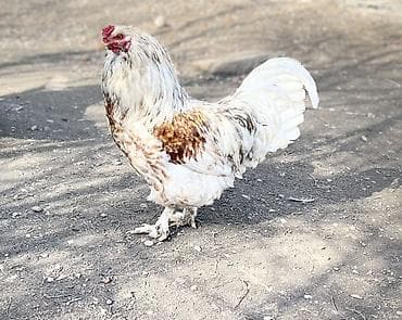 продам курей: Продаю | Петух | Для разведения — 2