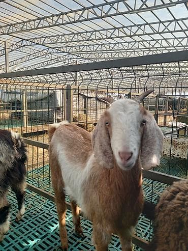 продаю тай: Продаю | Козёл (самец) | Нубийская | Для разведения | Племенные — 2