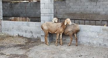ласка бишкек: Сатам | Козу | Арашан | Көбөйтүү үчүн | Асыл тукумдуу — 1